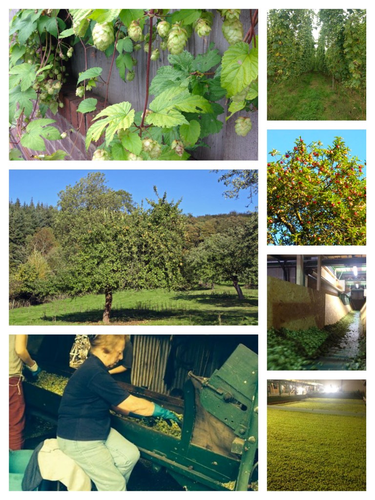 Apple Tree in fruit_fotor